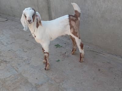 Teddy Goat Kids/ Bakry