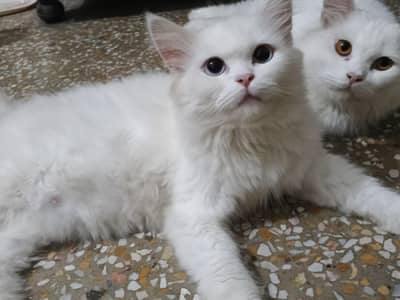 Extreme Quality Doll Face Persian Cat Pair (Male & Female)