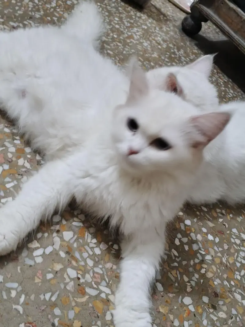 Extreme Quality Doll Face Persian Cat Pair (Male & Female) — photo 3