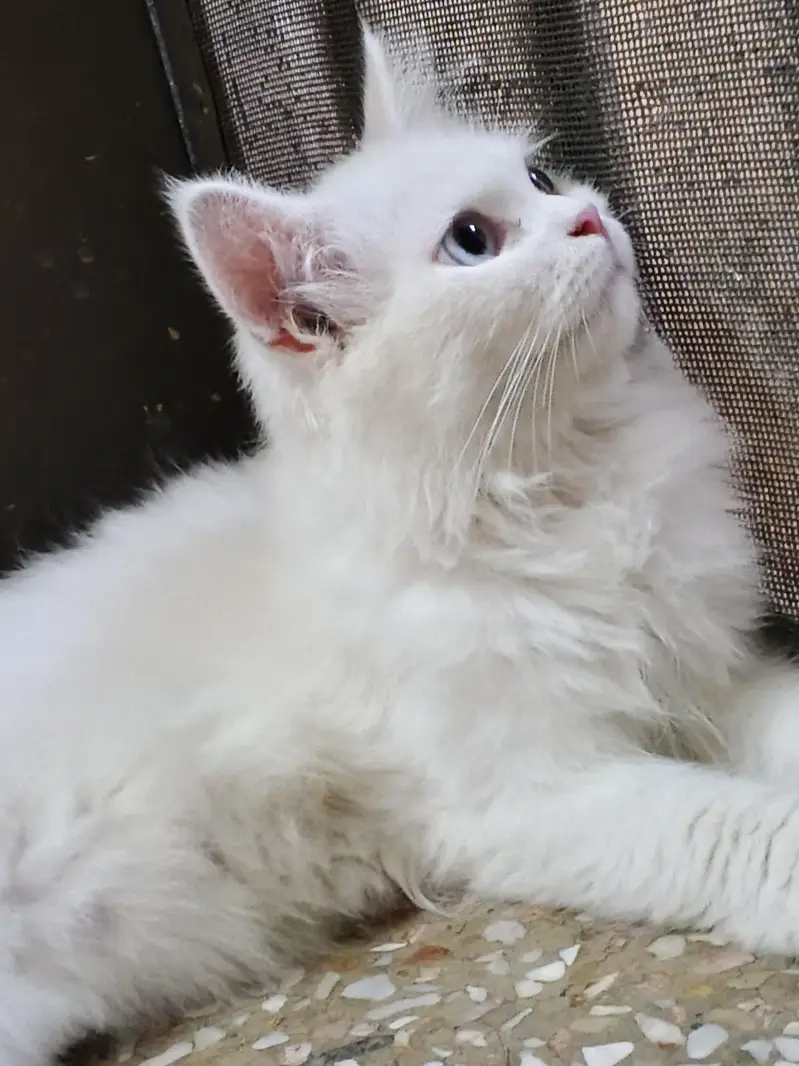 Extreme Quality Doll Face Persian Cat Pair (Male & Female) — photo 4