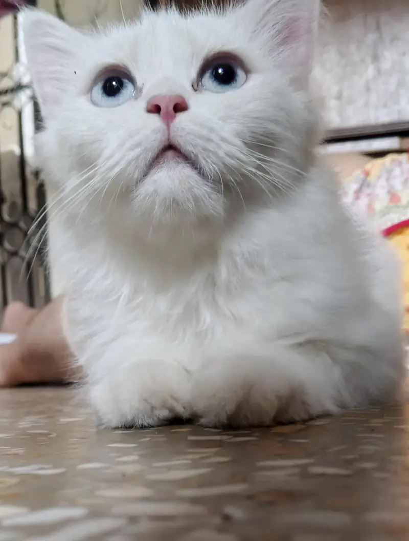 Extreme Quality Doll Face Persian Cat Pair (Male & Female) — photo 5