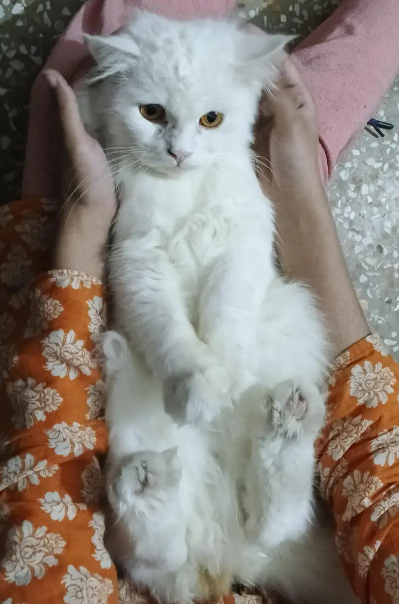 Extreme Quality Doll Face Persian Cat Pair (Male & Female) — photo 6