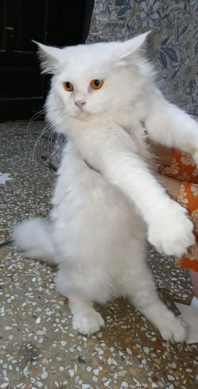 Extreme Quality Doll Face Persian Cat Pair (Male & Female) — photo 7