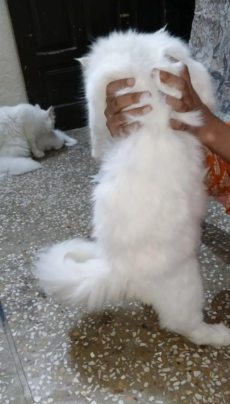 Extreme Quality Doll Face Persian Cat Pair (Male & Female) — photo 8