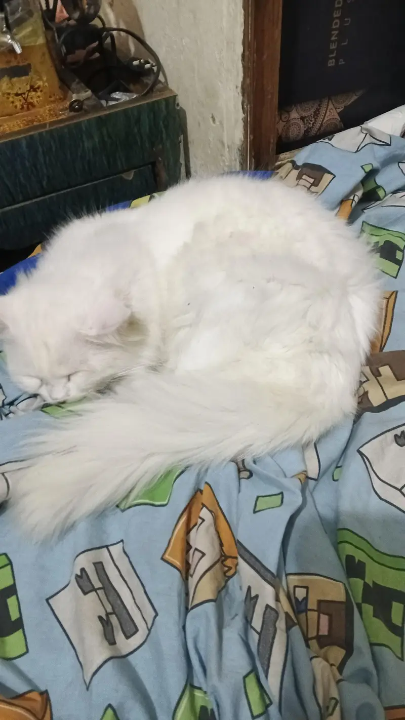 Extreme Quality Doll Face Persian Cat Pair (Male & Female) — photo 9