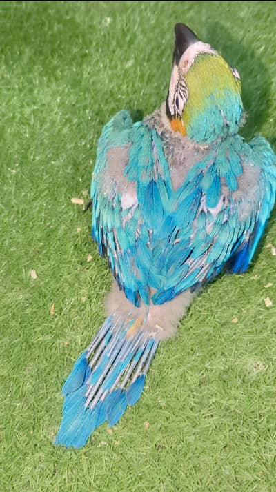 Blue and Gold Macaw Chicks For Sale