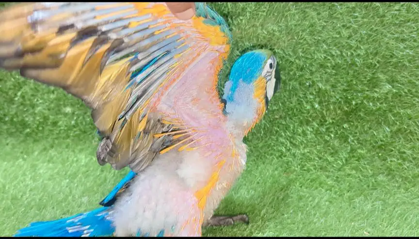 Blue and Gold Macaw Chicks For Sale — photo 2