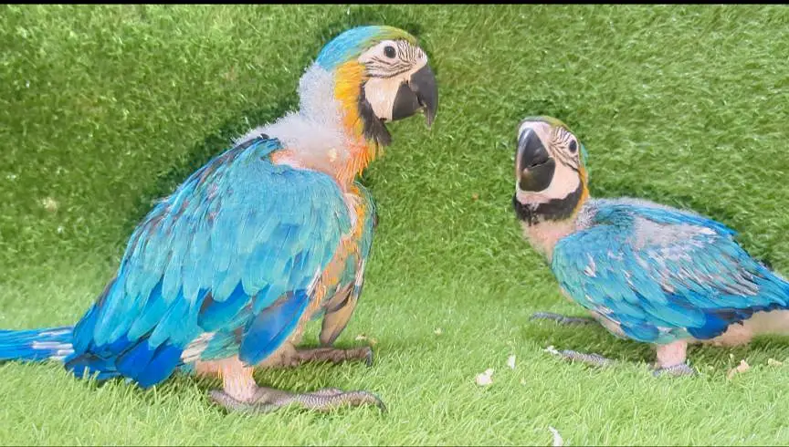 Blue and Gold Macaw Chicks For Sale — photo 3