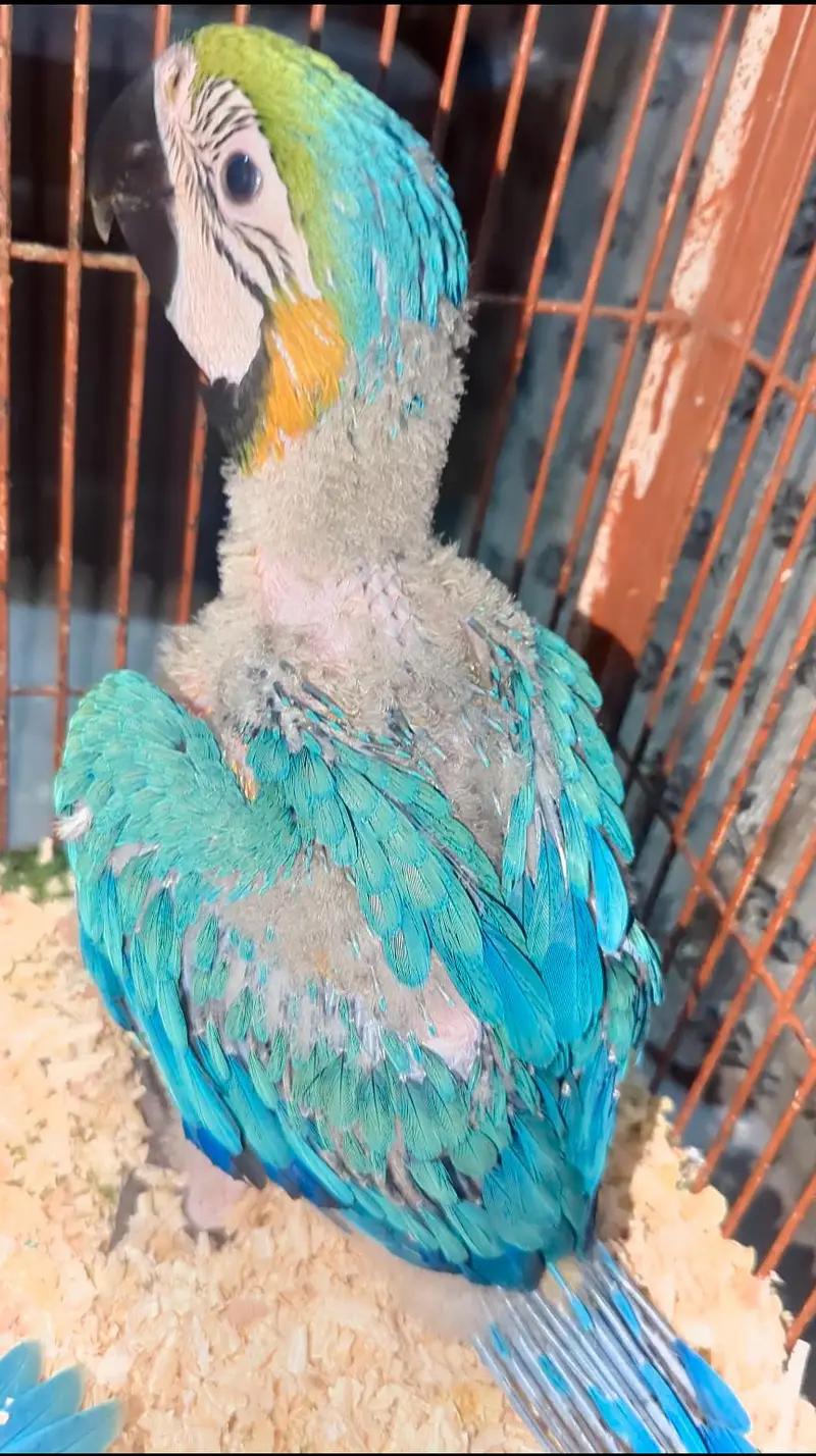 Blue and Gold Macaw Chicks For Sale — photo 4