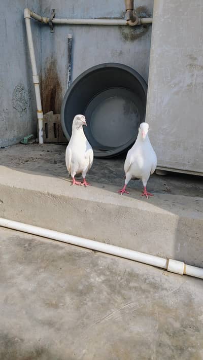 top Patti wale