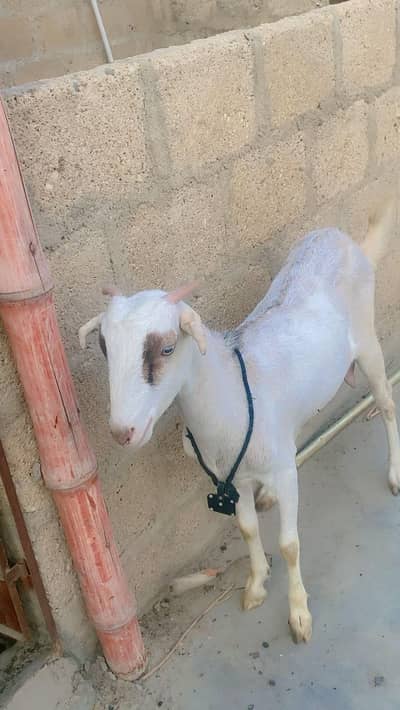 Teddy 4 dant ki bakri hai paat ki saff hai