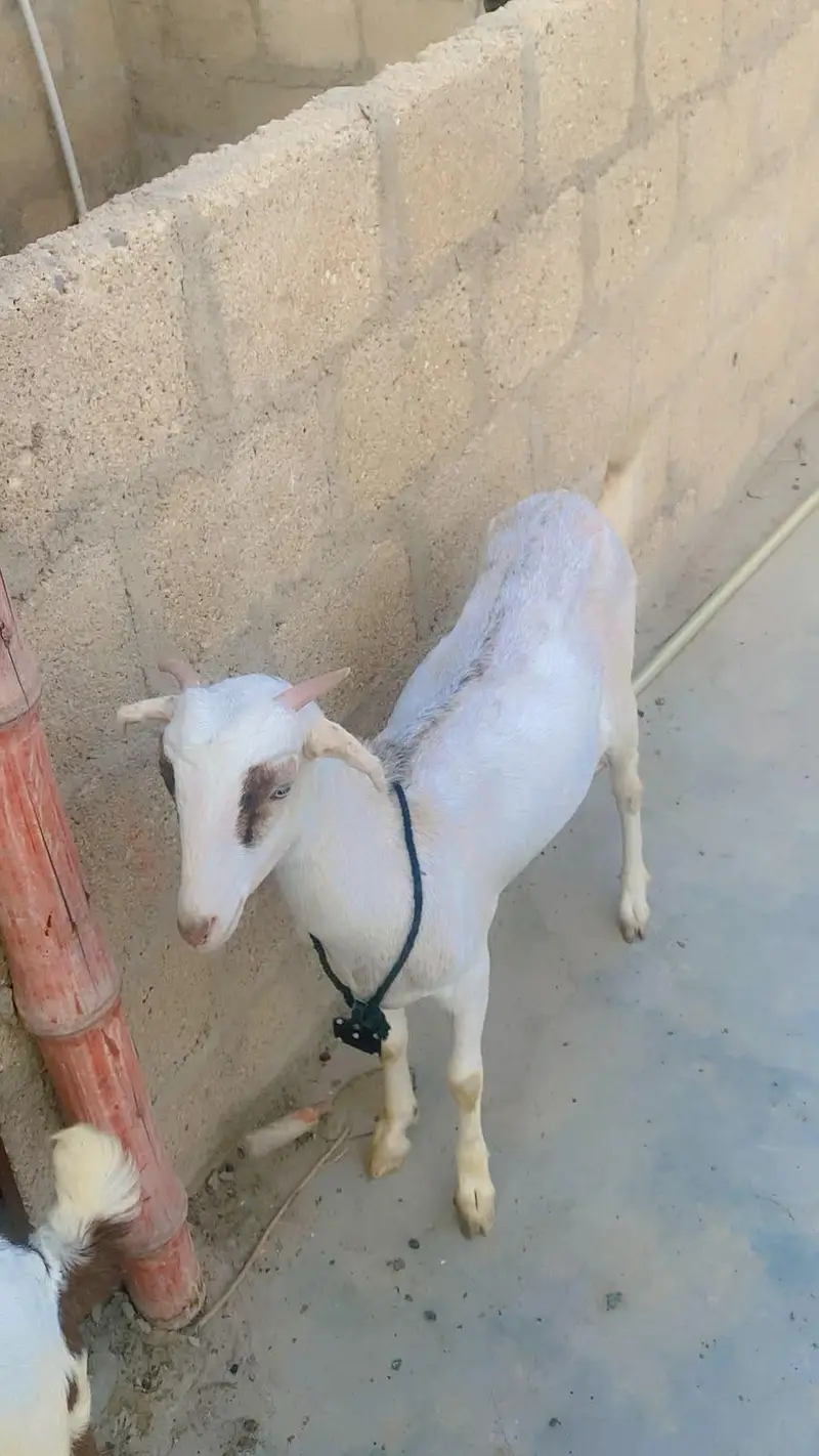 Teddy 4 dant ki bakri hai paat ki saff hai — photo 2