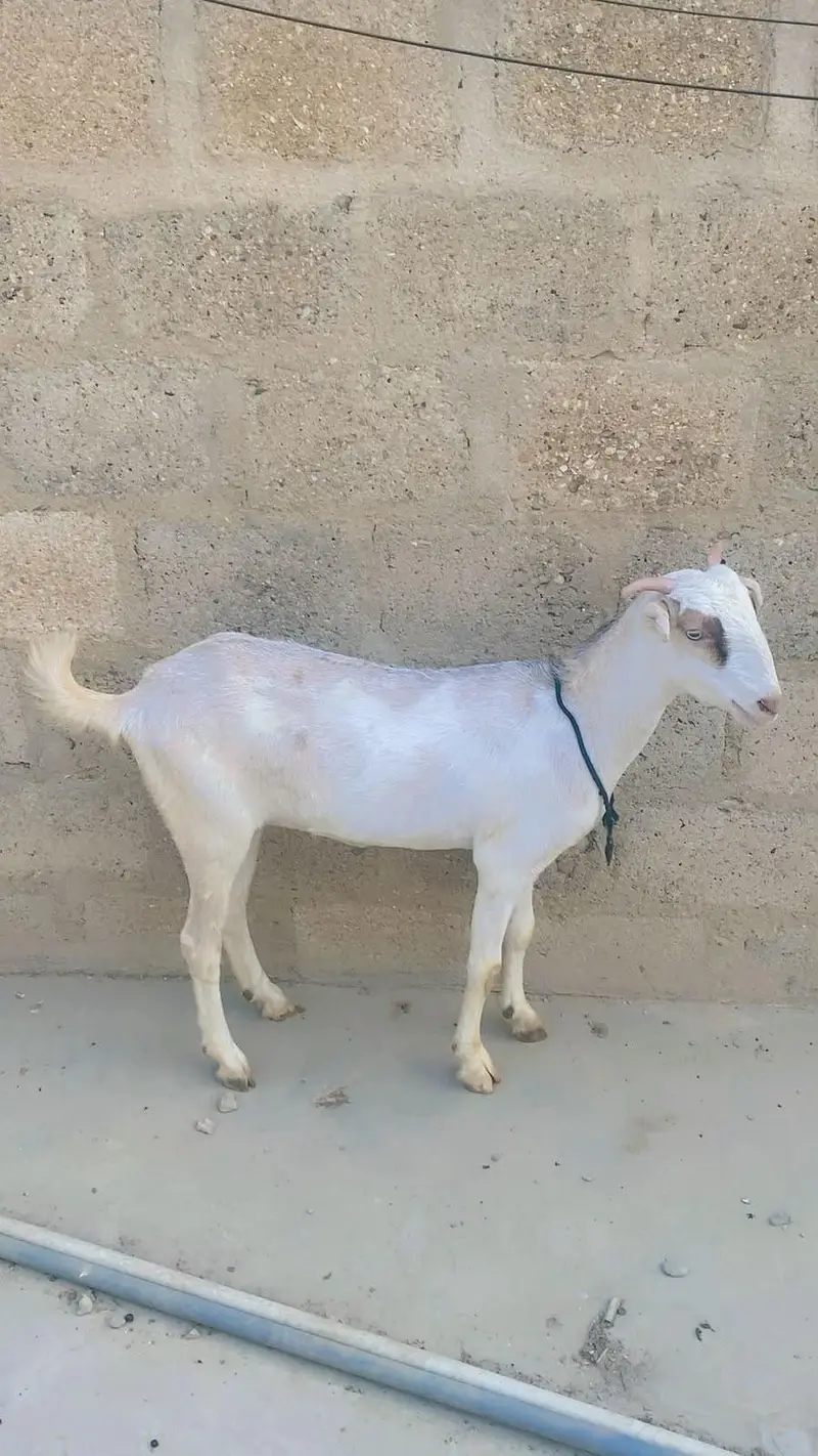 Teddy 4 dant ki bakri hai paat ki saff hai — photo 3
