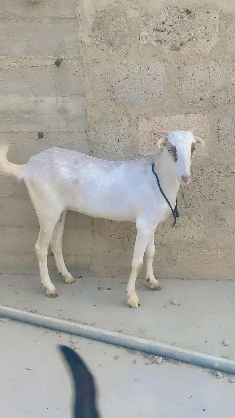 Teddy 4 dant ki bakri hai paat ki saff hai — photo 4