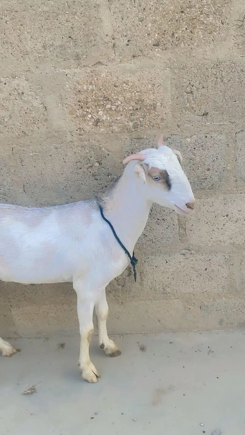 Teddy 4 dant ki bakri hai paat ki saff hai — photo 5