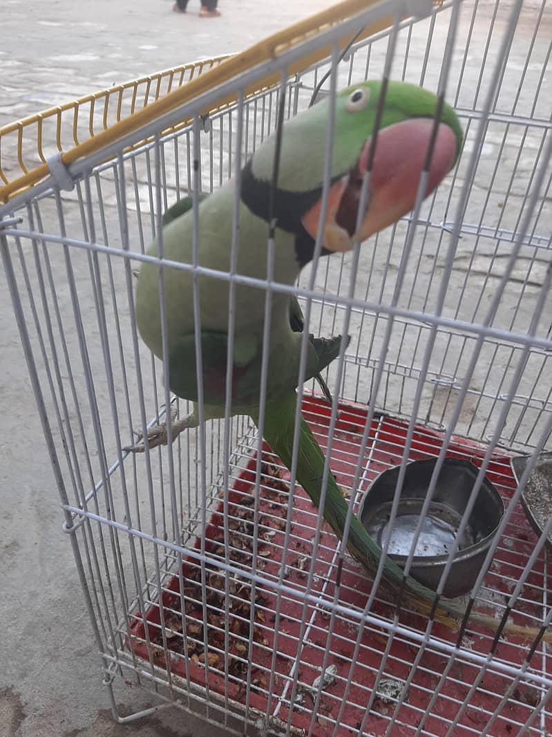 Parots 1