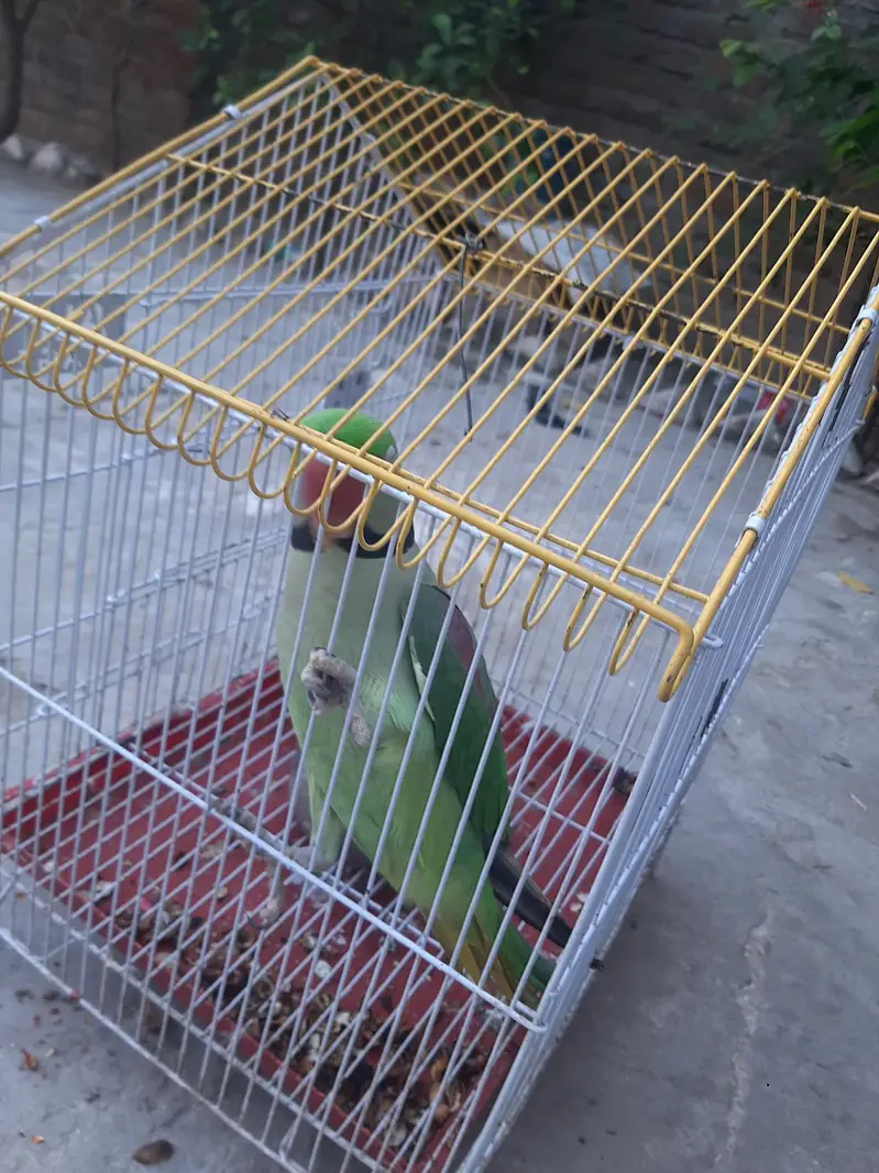 Parots — photo 3