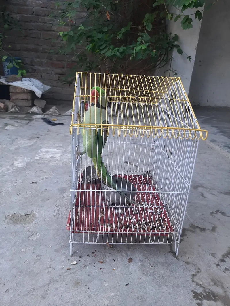 Parots — photo 4