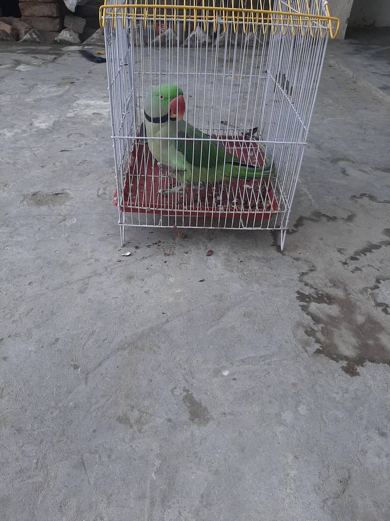 Parots 4