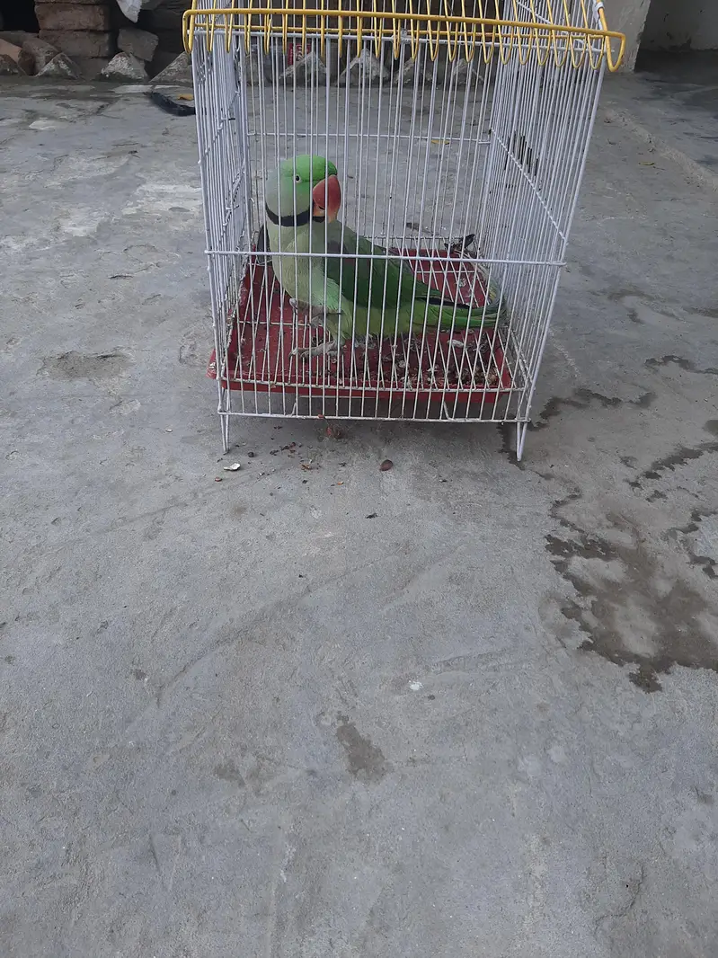 Parots — photo 5