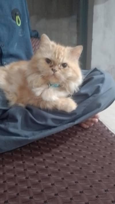 Punch face Persian triple coated furry cat (single)