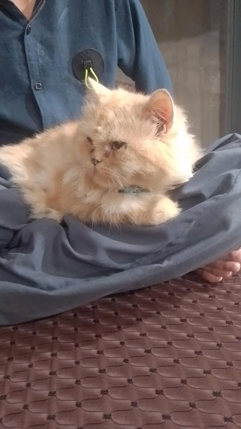 Punch face Persian triple coated furry cat (single) — photo 2