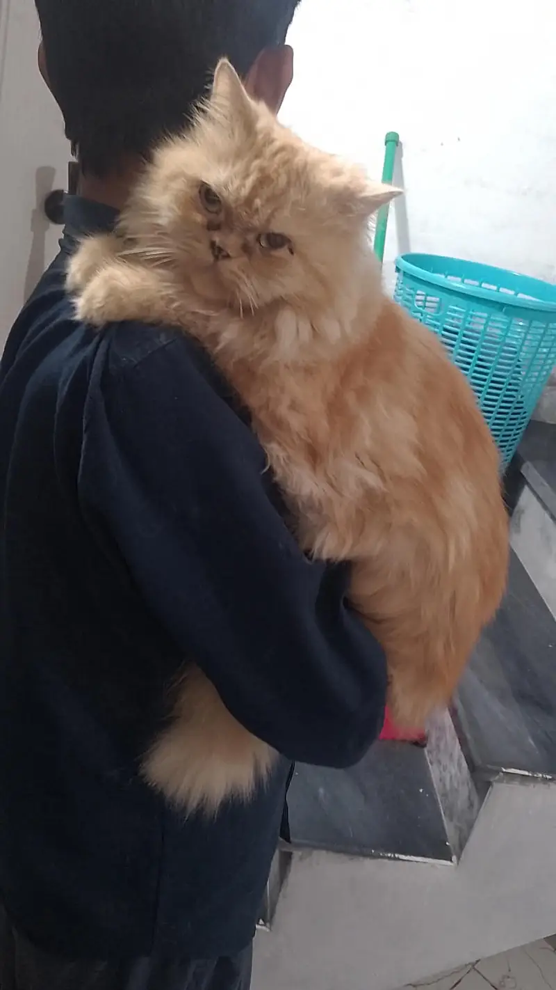 Punch face Persian triple coated furry cat (single) — photo 3