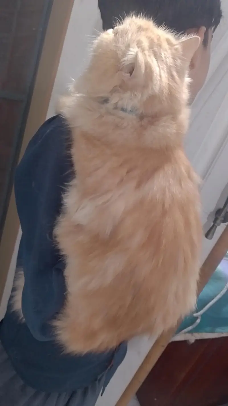 Punch face Persian triple coated furry cat (single) — photo 4