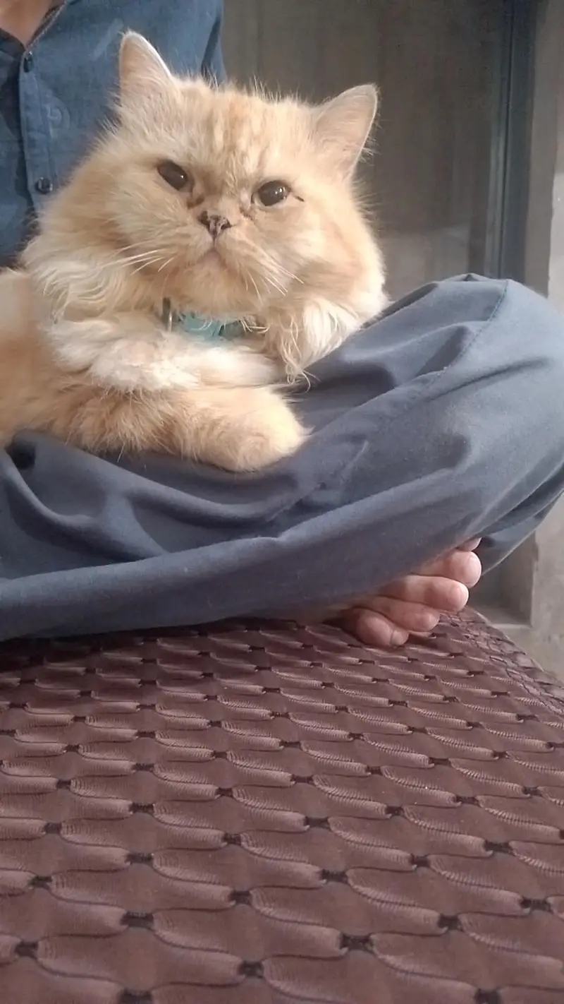 Punch face Persian triple coated furry cat (single) — photo 5