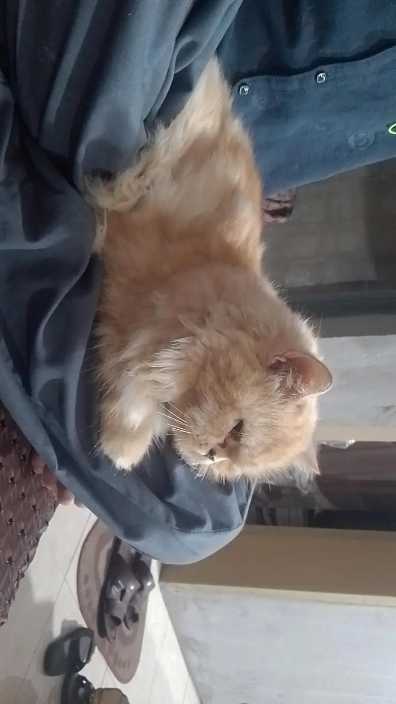 Punch face Persian triple coated furry cat (single) — photo 6