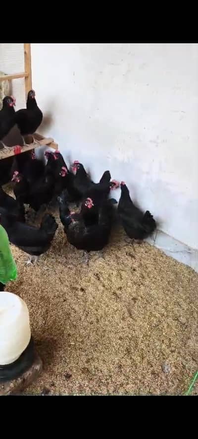Fresh Egg laying Hens Active and Healthy