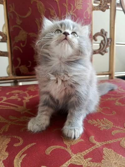 Persian Kitten