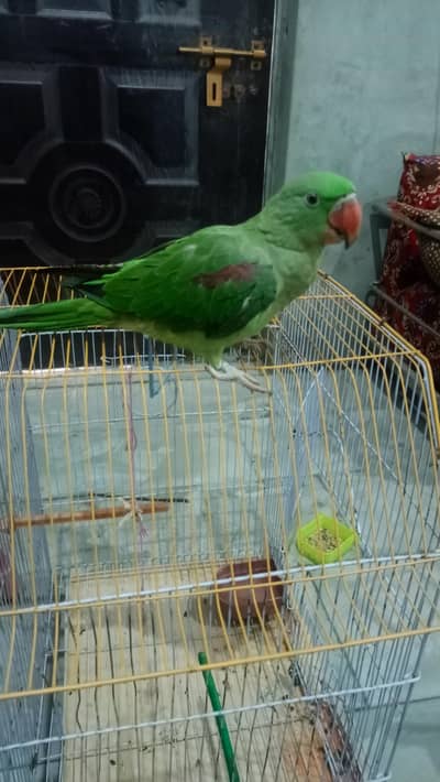 healthy and active family parrot