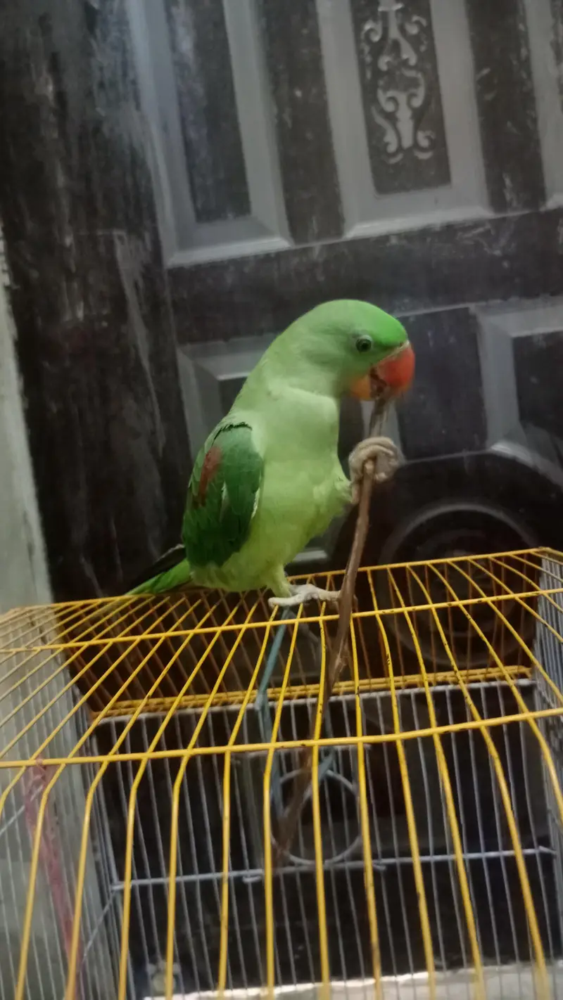 healthy and active family parrot — photo 2
