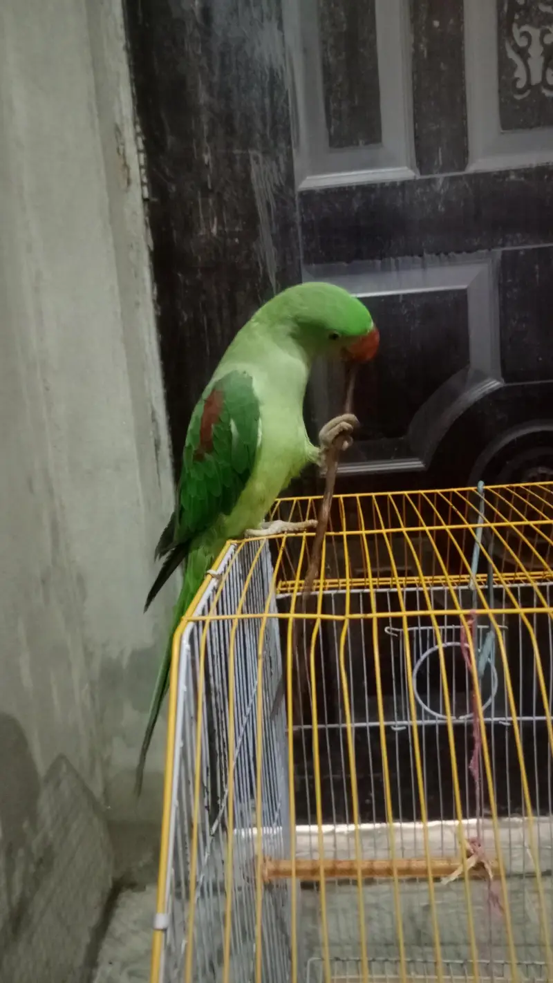 healthy and active family parrot — photo 3