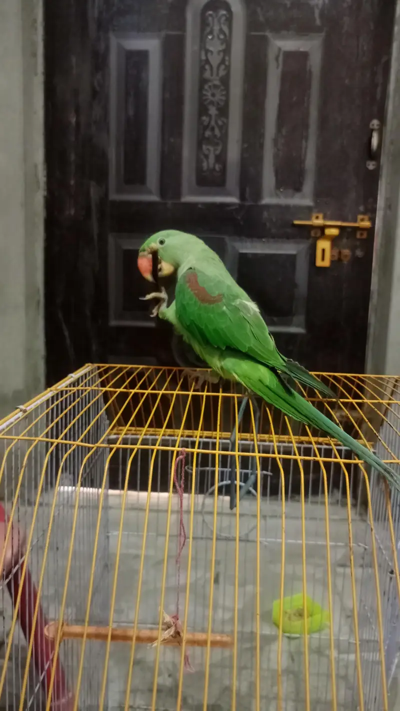 healthy and active family parrot — photo 4