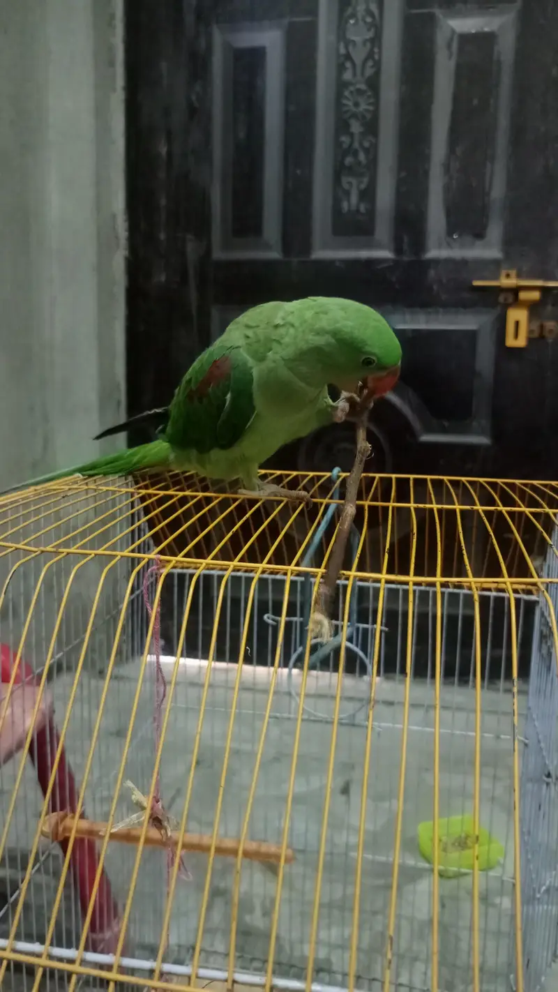 healthy and active family parrot — photo 5