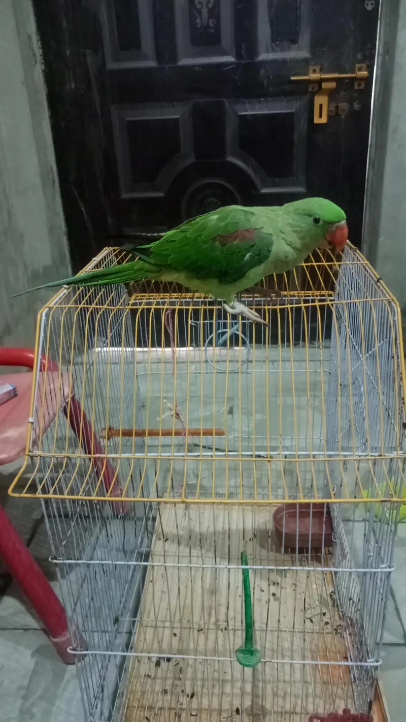 healthy and active family parrot — photo 6