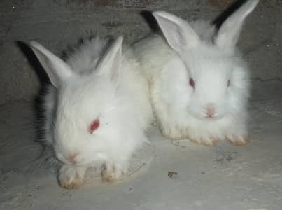 Angora bunnies