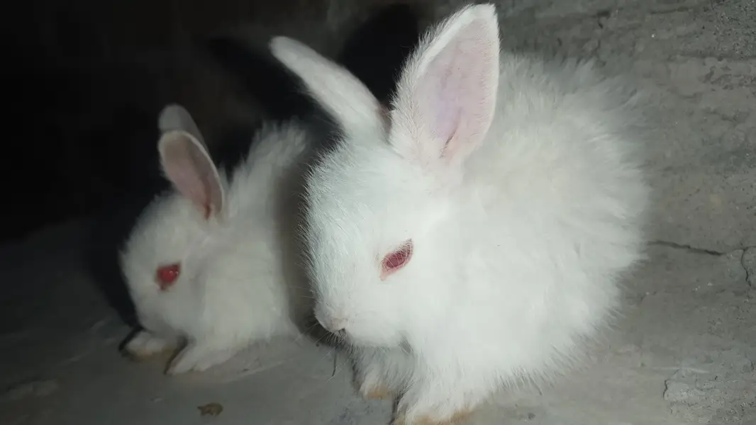Angora bunnies — photo 2
