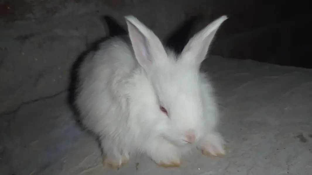 Angora bunnies — photo 3