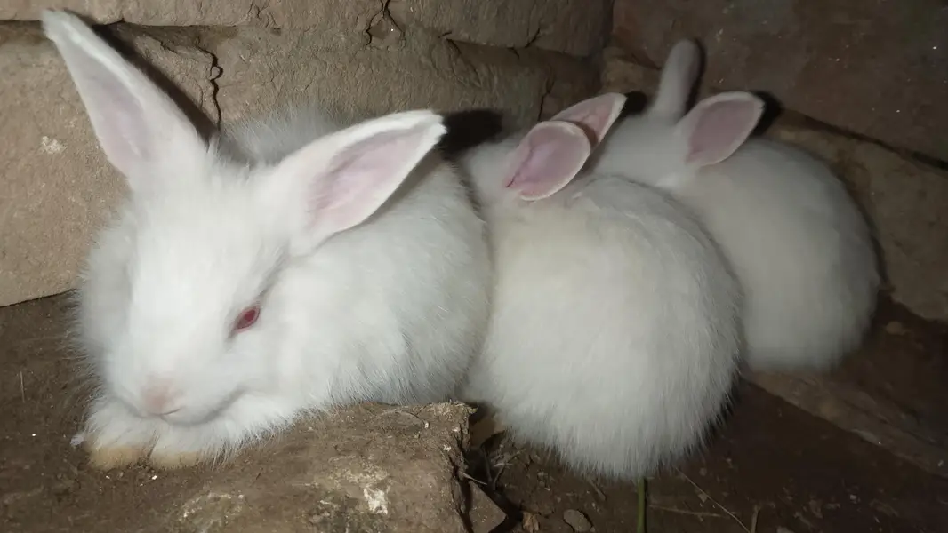 Angora bunnies — photo 4