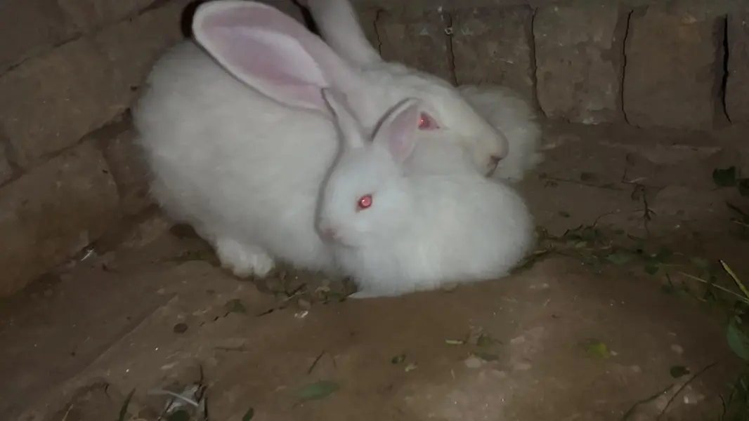 Angora bunnies — photo 5