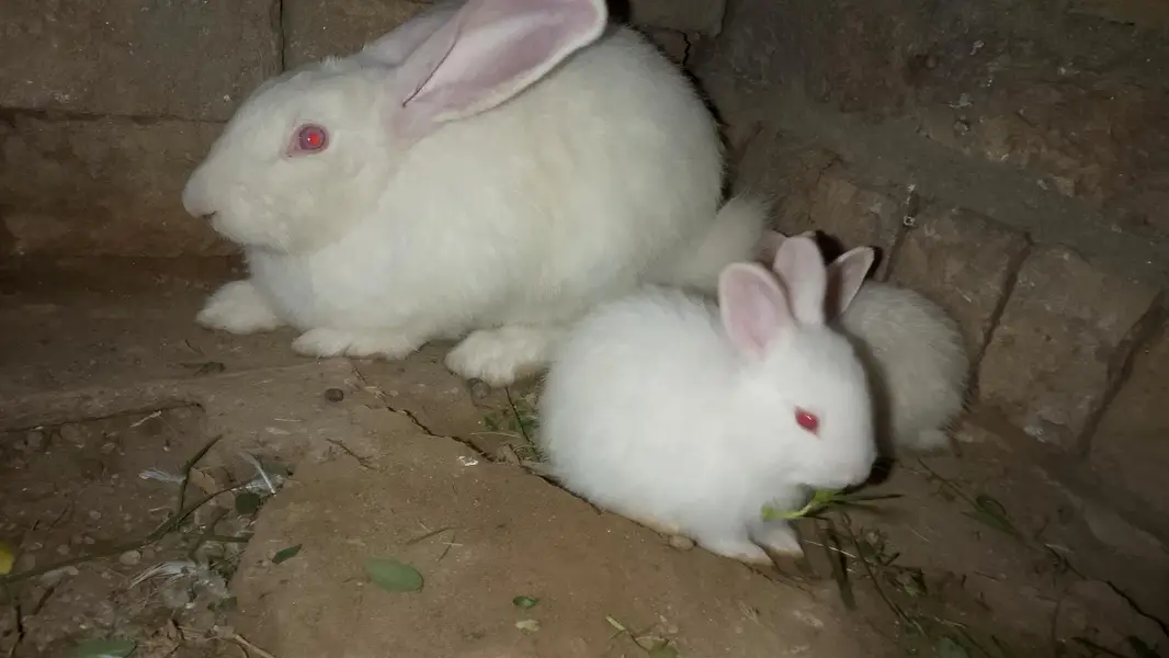 Angora bunnies — photo 6