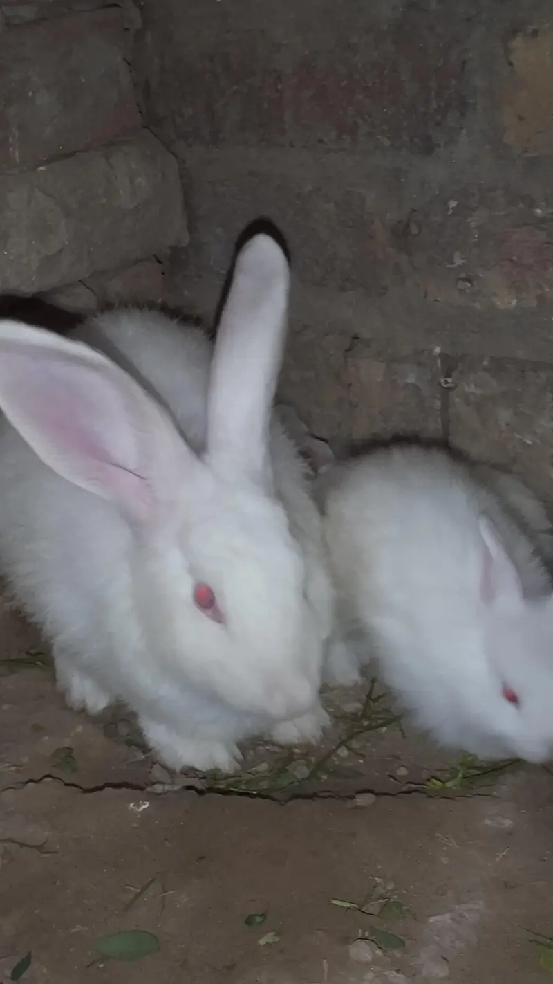 Angora bunnies — photo 7