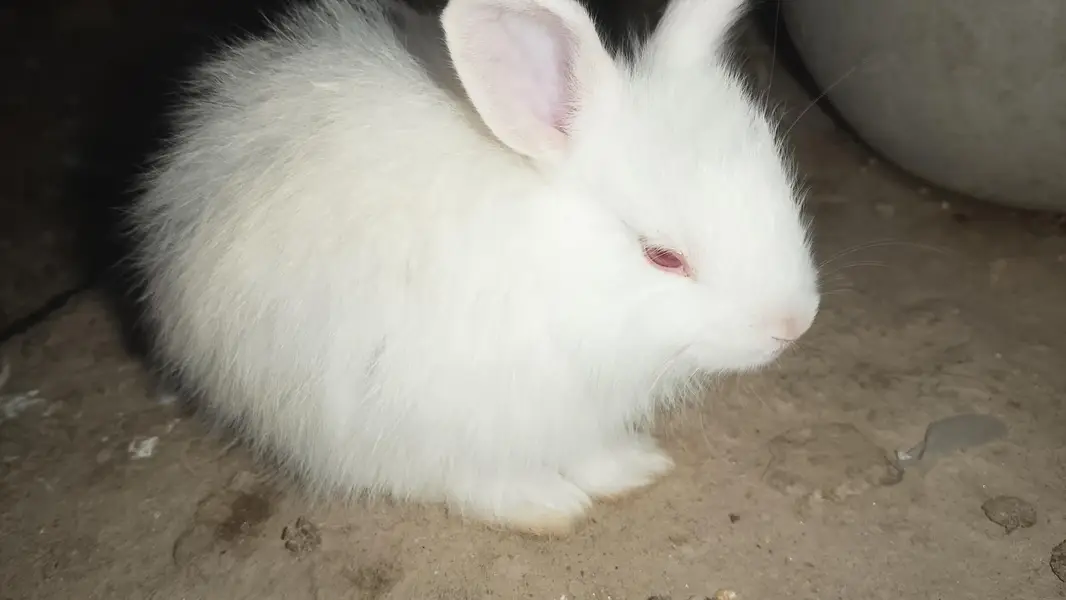 Angora bunnies — photo 8