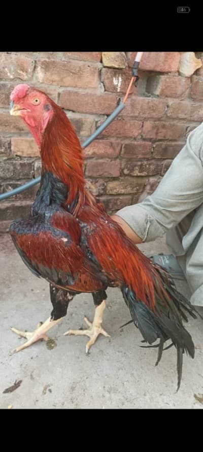 Indian parrot beak long tail 3 murga