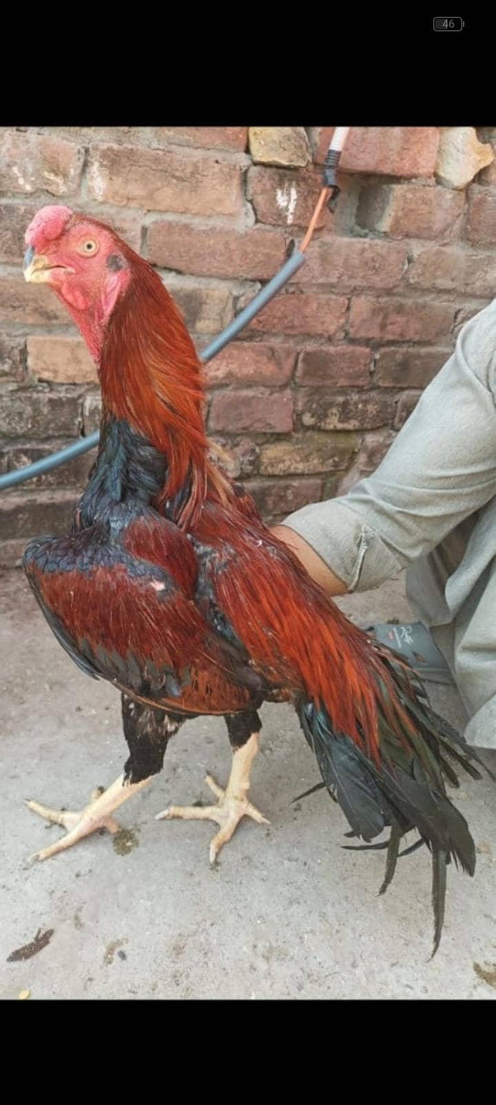 Indian parrot beak long tail 3 murga 0