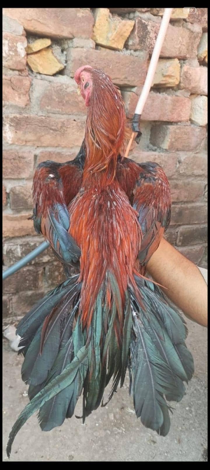 Indian parrot beak long tail 3 murga 1