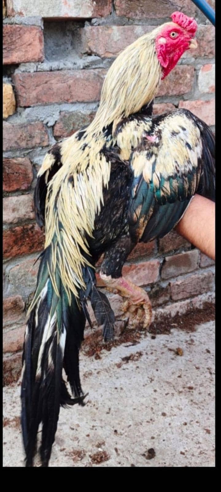 Indian parrot beak long tail 3 murga 5